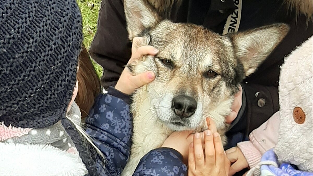 Mit Hund Mali auf Wolfsspur