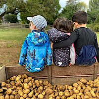 Es ist wieder Kartoffelerntezeit! Die Kinder helfen fleißig mit!